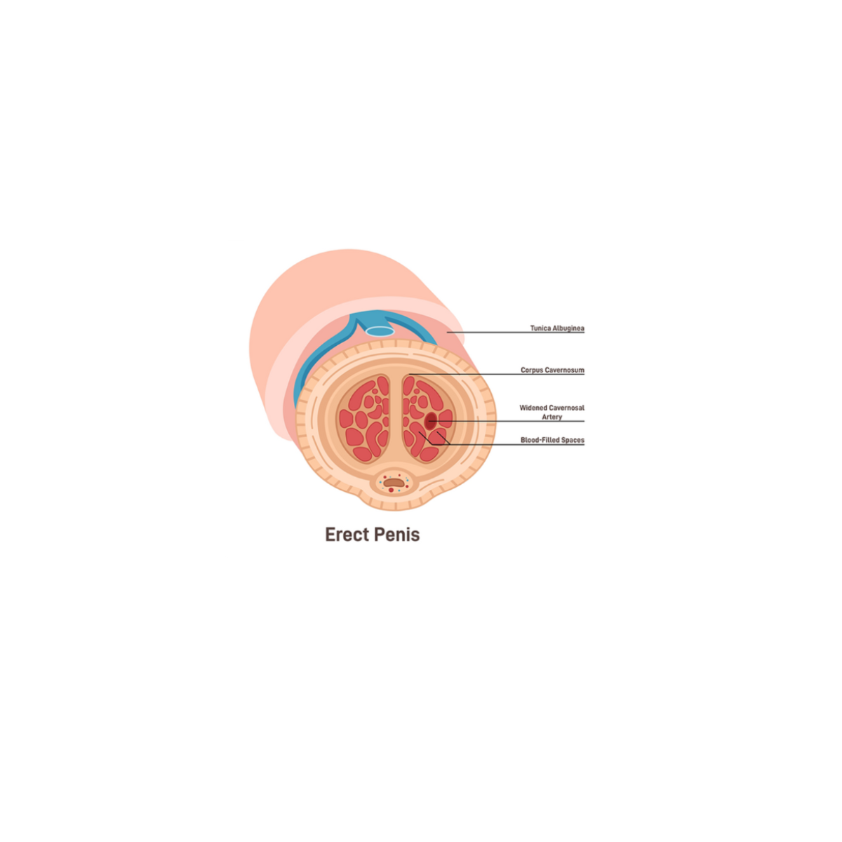 How Stamina for Men Works - Erect Penis