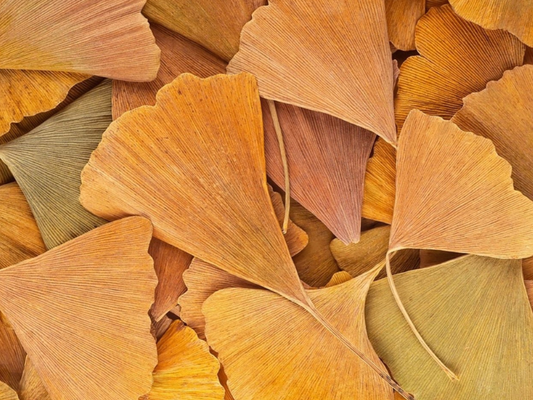 Dried fan-shaped Ginkgo Biloba leaves filling the frame, representing the circulation herb in Stamina for Men