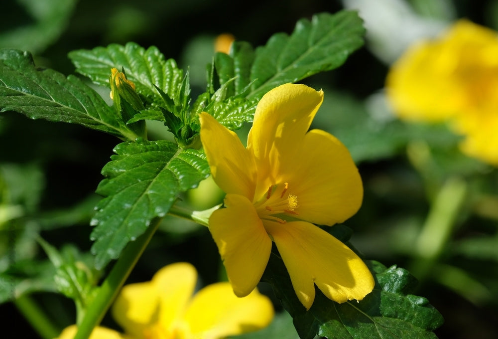Damiana leaves from Central and South America, a traditional herbal ingredient in Stamina for Men