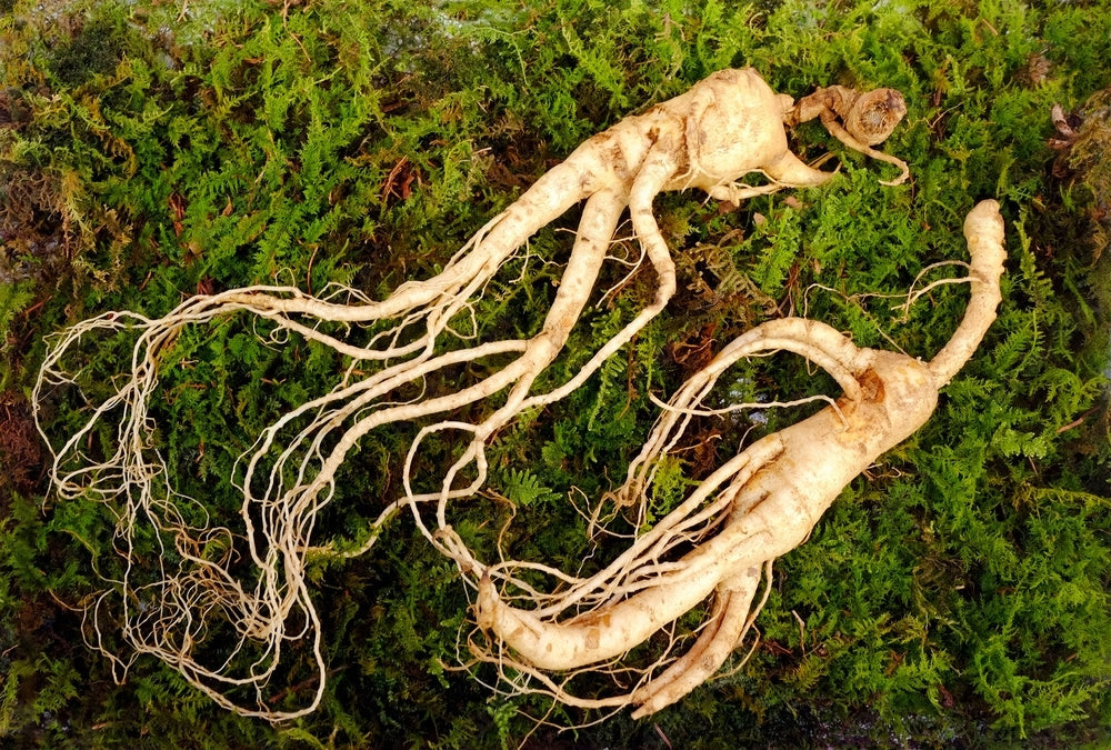 Panax Ginseng root from Korea and China, a traditional herbal ingredient in Stamina for Men